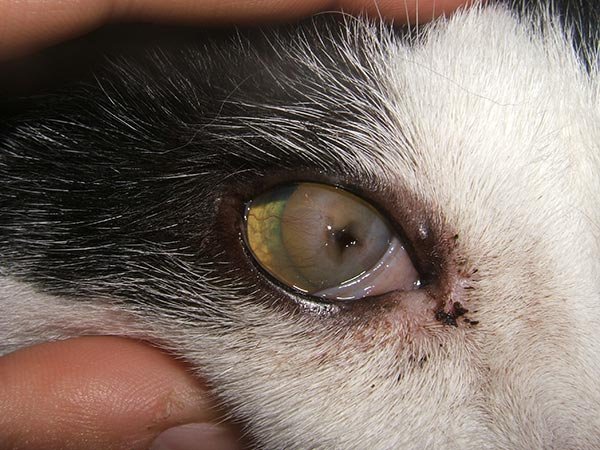 Close-up of a corneal condition