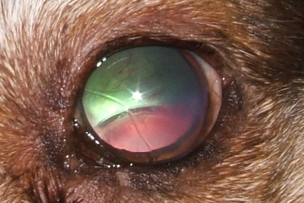 Close-up of a dog's eye under examination light