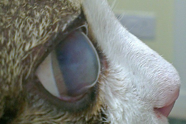 Bullous keratopathy in a cat before treatment